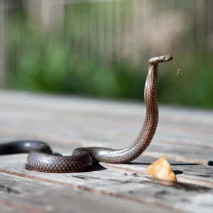 ¿Qué significa soñar con serpientes grandes?