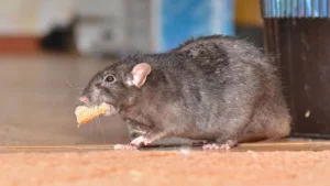 ¿Qué significa soñar con una rata grande?