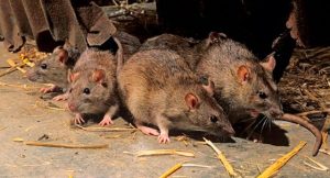 ¿Qué significa soñar con ratas y ratones?