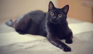 ¿Qué significa soñar con gato negro?