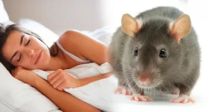 ¿Qué significa soñar con ratas grandes?