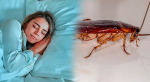 ¿Cuál es el significado de soñar con muchas cucarachas?
