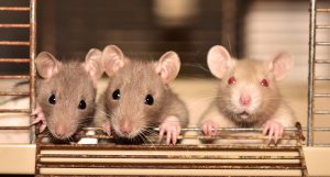 ¿Qué significa soñar con muchas ratas?