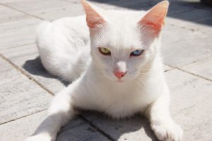 ¿Qué significa soñar con gatos blancos?