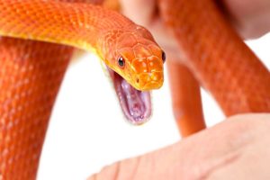 ¿Qué significa soñar con una serpiente roja?