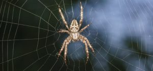 ¿Qué significa soñar con arañas y matarlas?
