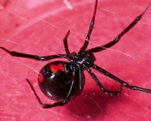 ¿Qué significa soñar con arañas viudas negras?