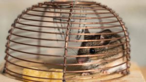 ¿Cómo armar una trampa para ratones efectiva?