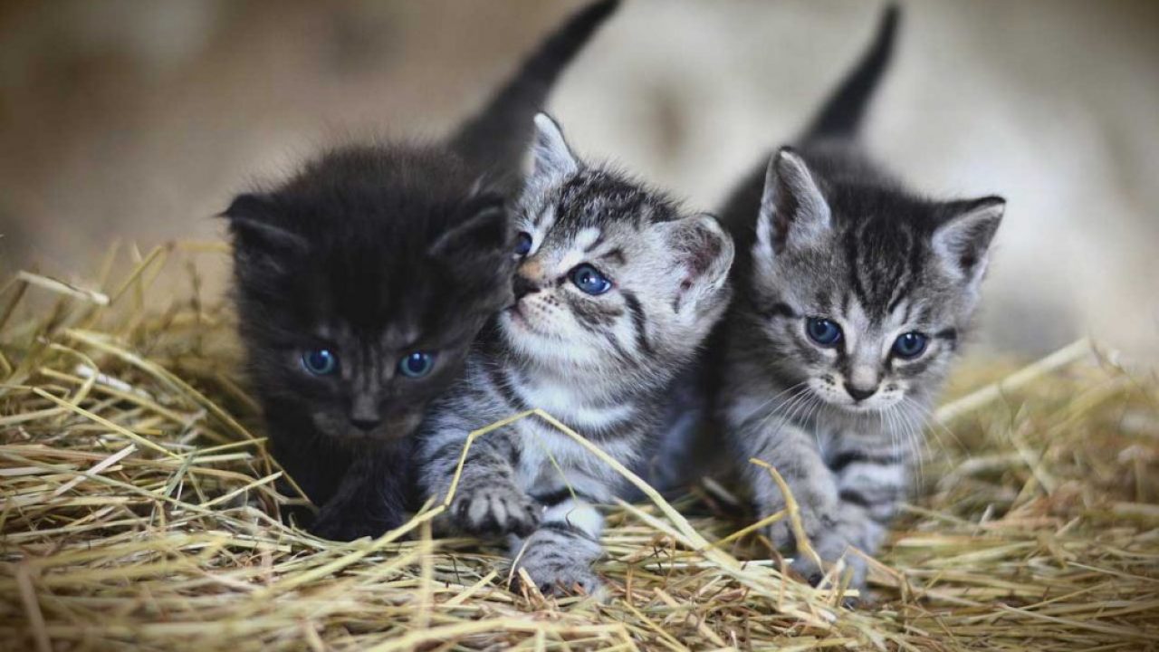 Encuentra información sobre gatitos adorables y cómo cuidarlos