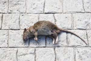 ¿Qué significa soñar con ratas muertas?
