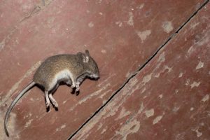 ¿Qué significa soñar con ratones muertos?