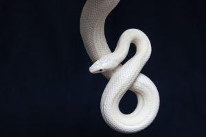 ¿Qué significa soñar con una serpiente blanca?