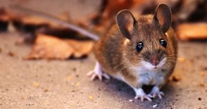 ¿Qué significa soñar con ratones vivos?