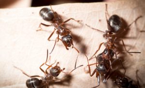 ¿Que significa soñar con alacranes y hormigas?