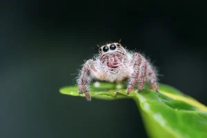 ¿Qué significa soñar con muchas arañas pequeñas?