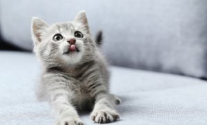 ¿Qué significa soñar con un gato gris?